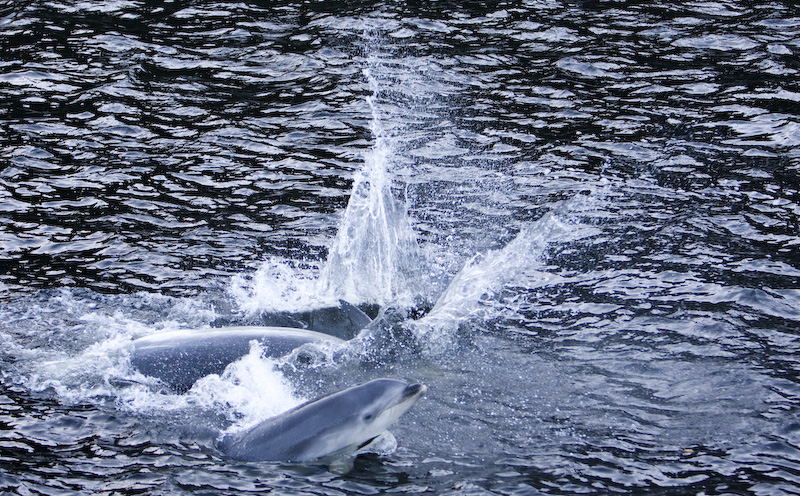 Bottlenose Dolphins